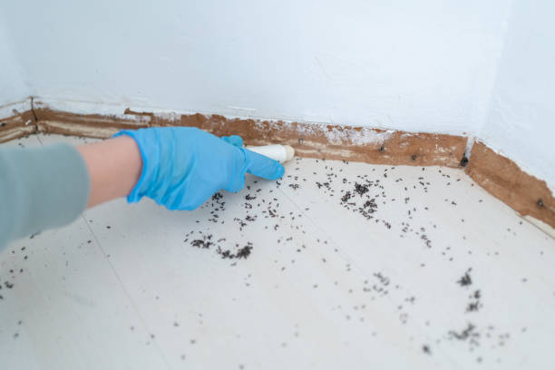 Best Termite Control Services  in Sturgeon Bay, WI